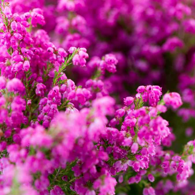 erica gracilis-min